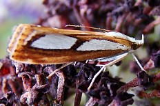 Euchromia polymena - __Catoptria Permutatellus